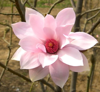 Pink Magnolia Flower