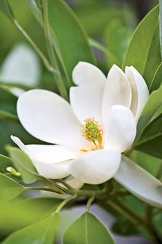 Sweetbay Magnolia Tree