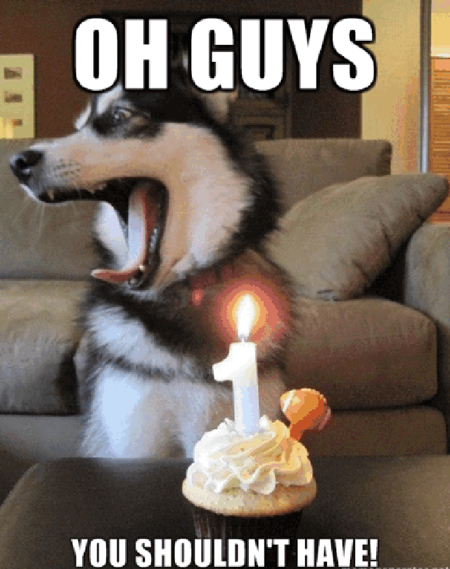 Birthday Funny Dog Memes