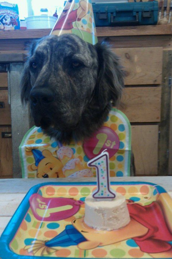 Funny Animals with Birthday Cake