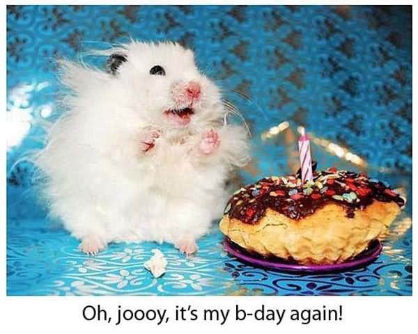 Funny Happy Birthday Cute Animals