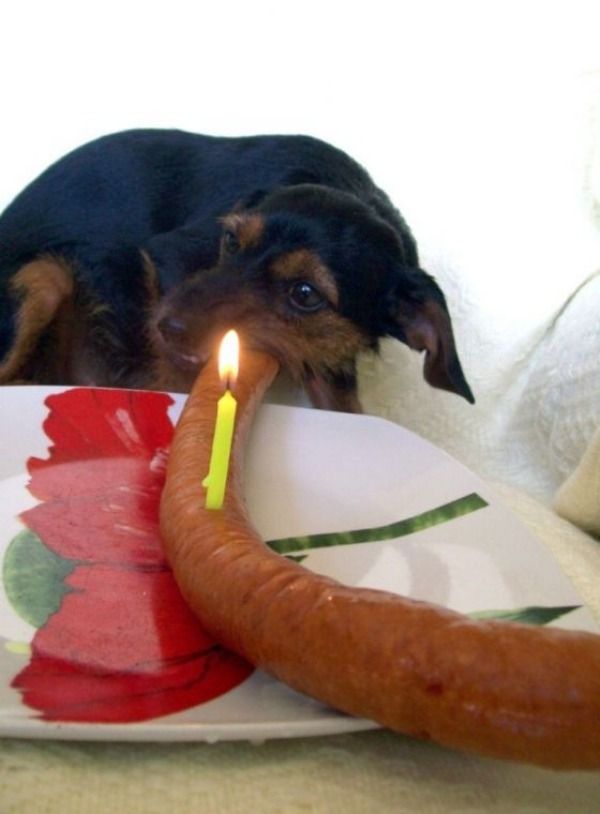 Funny Happy Birthday Dog