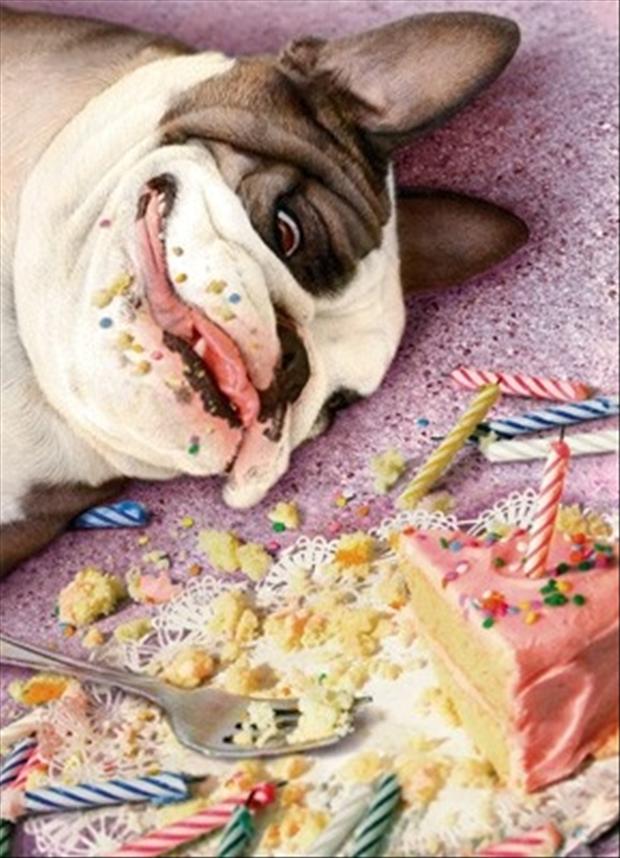 Happy Dog Eating Birthday Cake