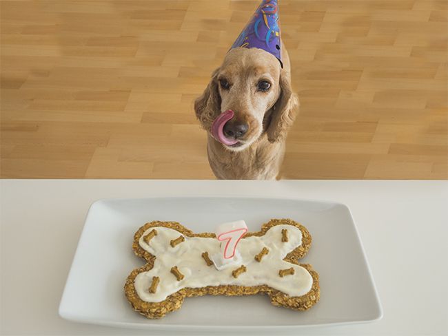 Dog Birthday Cake