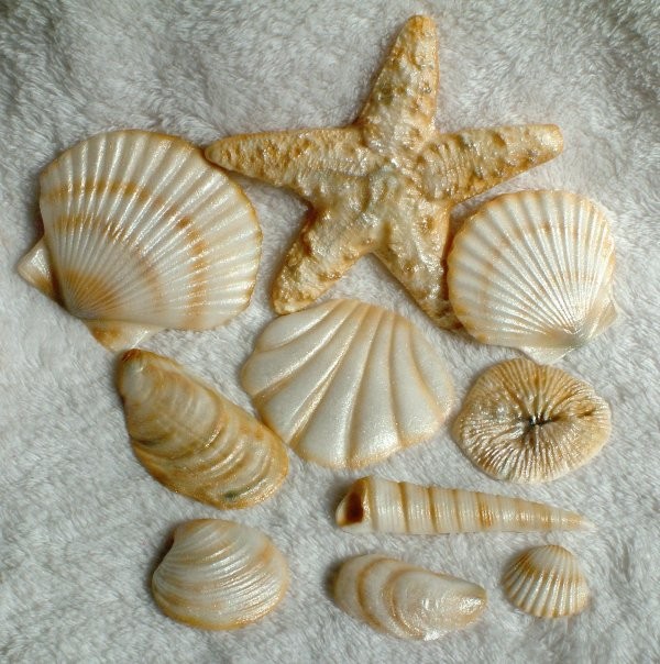 12 Photos of Seashell For Cakes Edible Sheets