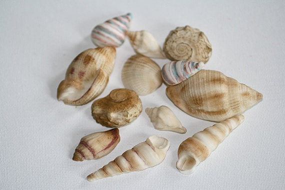 Edible Seashells Cake Decorating