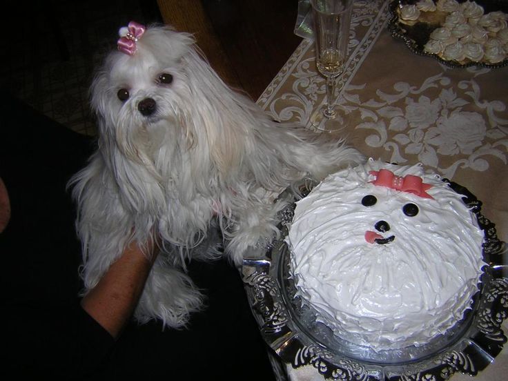 Dog Birthday Cake Recipe