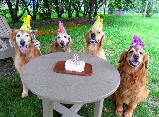 Golden Retriever Birthday Party