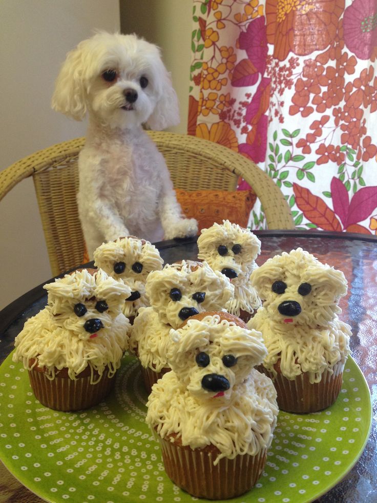 Maltese Puppy Cupcakes