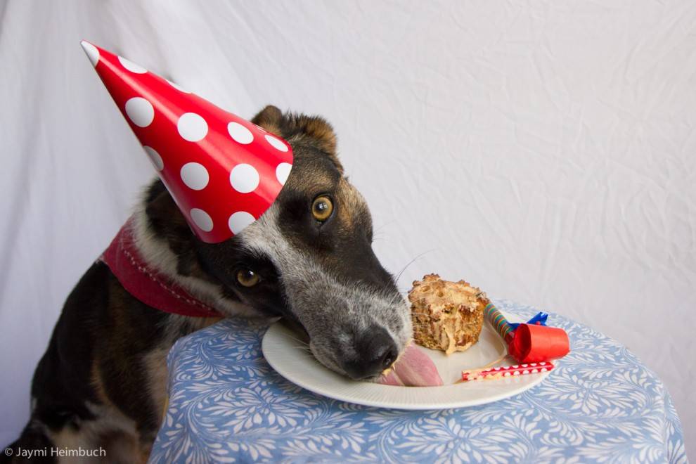 Dog with Birthday Cake