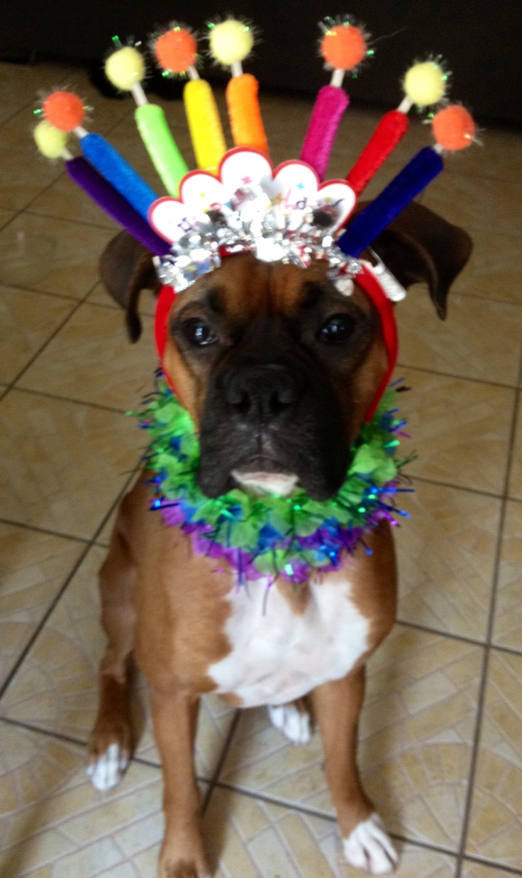 Happy Birthday Boxer Dog