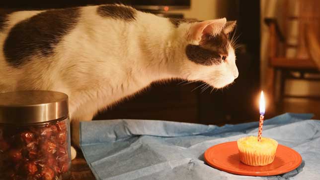 Cat Birthday Cake