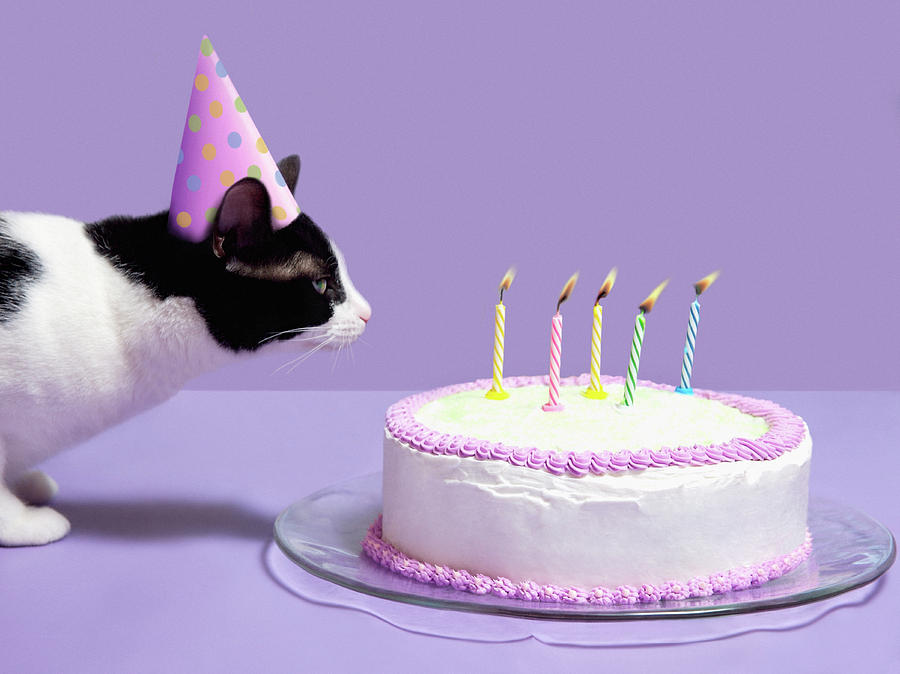 Cat Blowing Out Birthday Candles