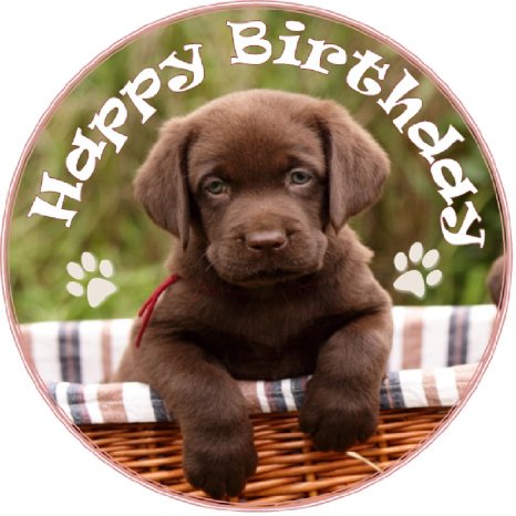 Happy Birthday Chocolate Lab Puppy