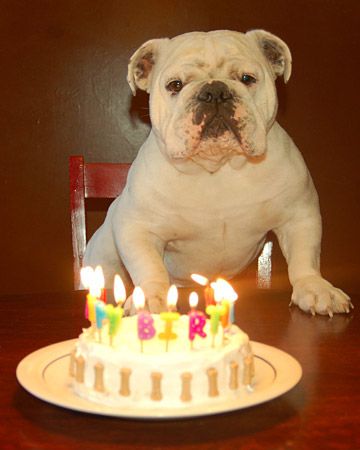 9 Photos of Mus Bulldog Birthday Cakes