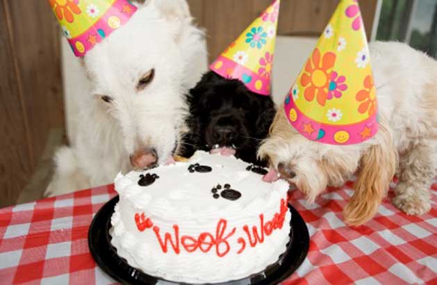 Dog Birthday Parties