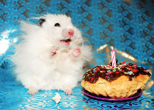 11 Photos of Cute Animals With Birthday Cakes