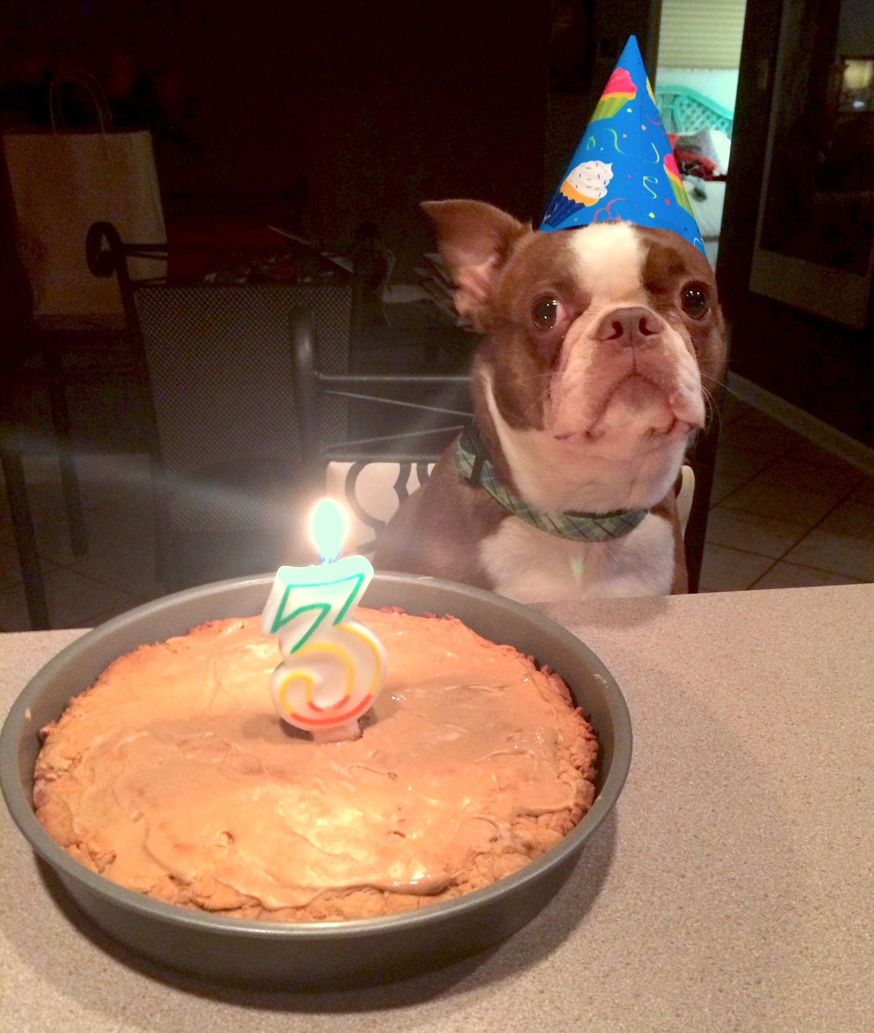 Homemade Dog Birthday Cake Recipes