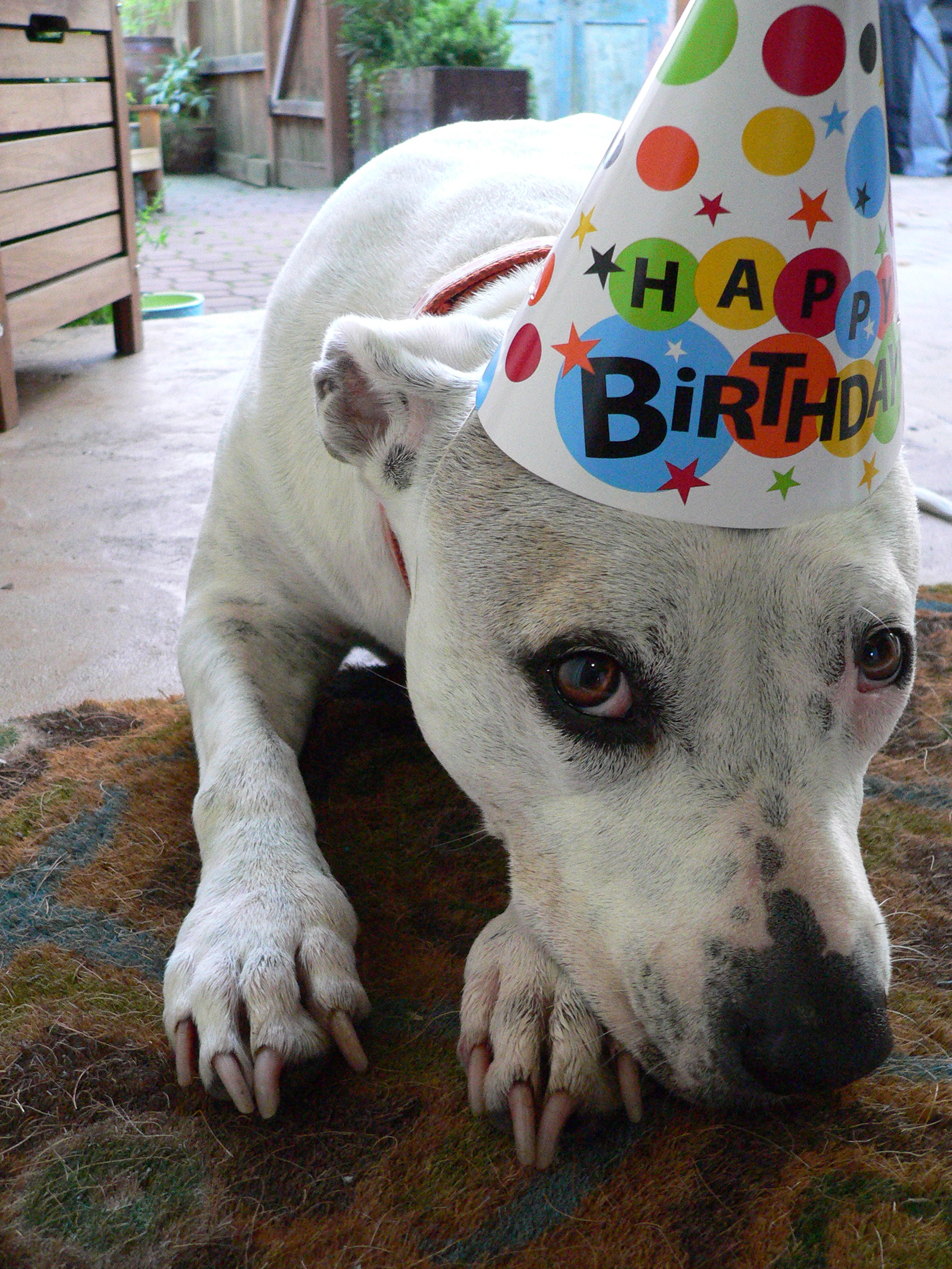 Pitbull happy birthday gif
