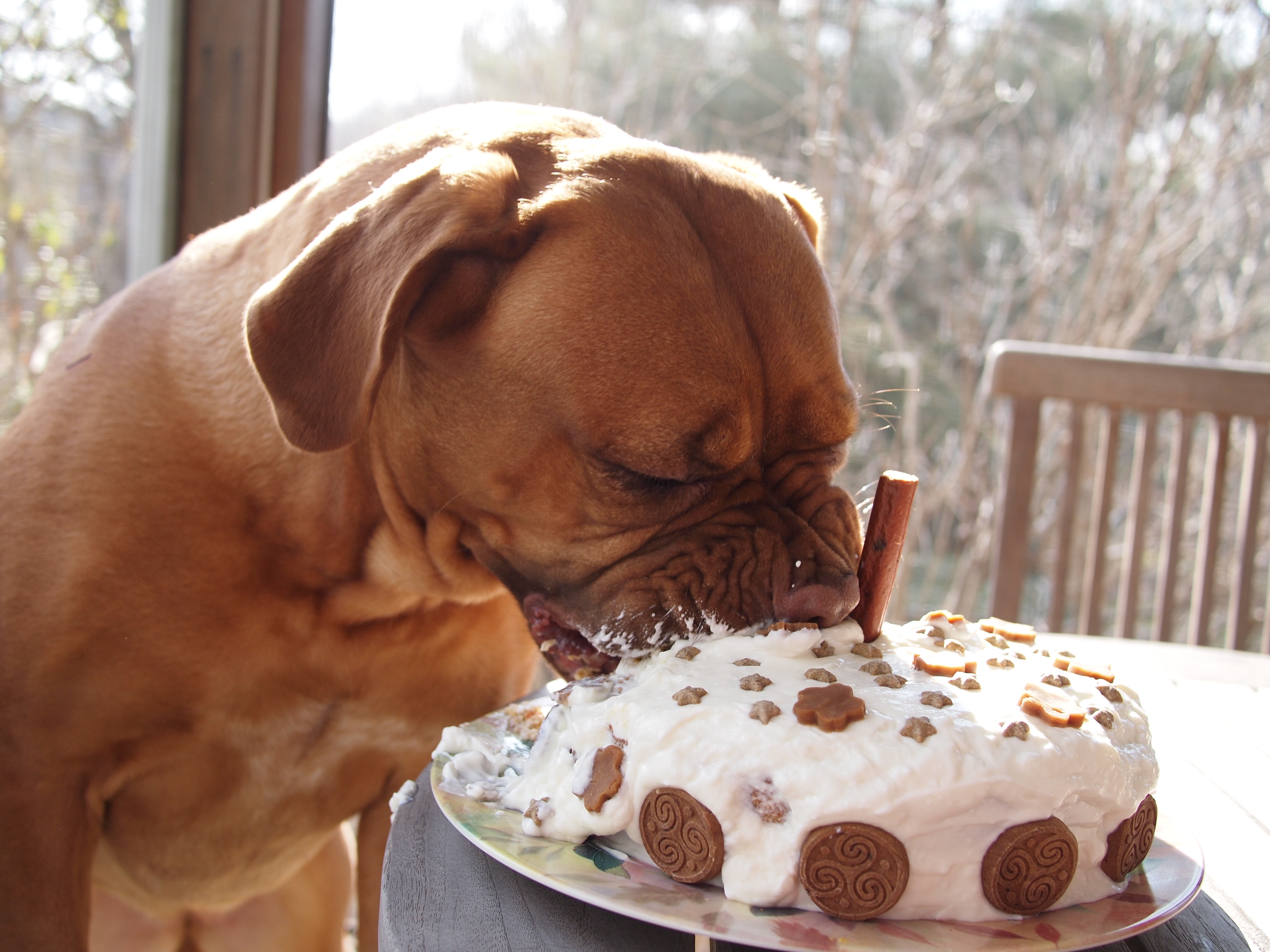 Organic Dog Birthday Cake