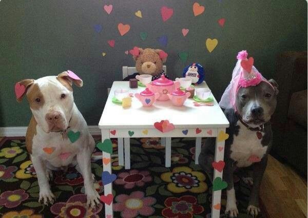 Pitbull Happy Birthday Party