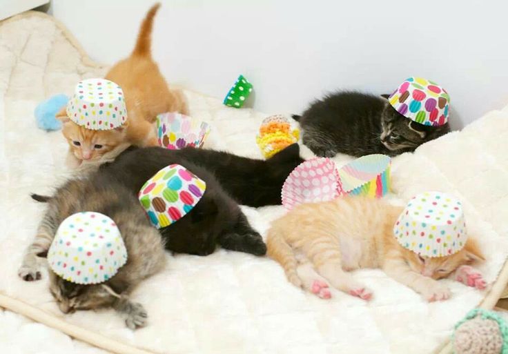 Cupcake Birthday Party Kittens