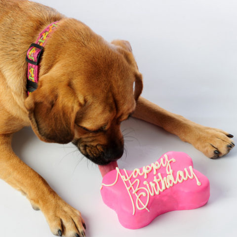 Dog Birthday Cake Recipe