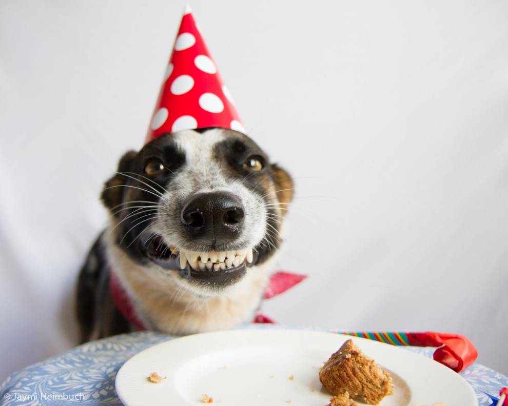 Funny Happy Birthday Dog