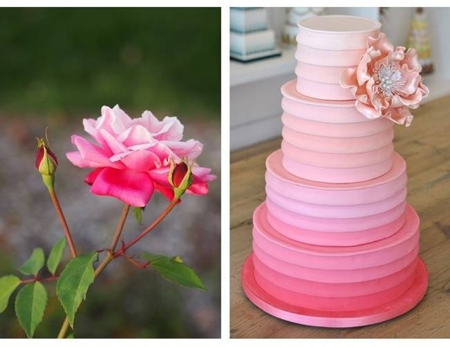 11 Pink Ombre Rose Wedding Cakes Photo - Pink Swirl Cake, Pink Rose ...