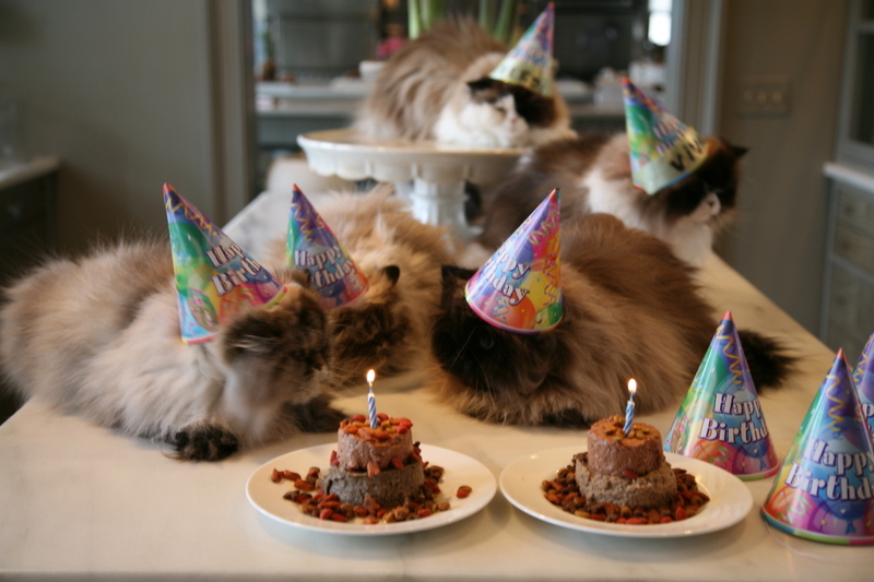 Funny Cat Happy Birthday Party