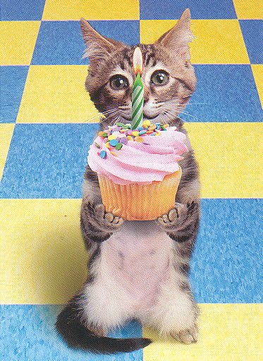 12 Photos of Happy Birthday Kittens With Cupcakes