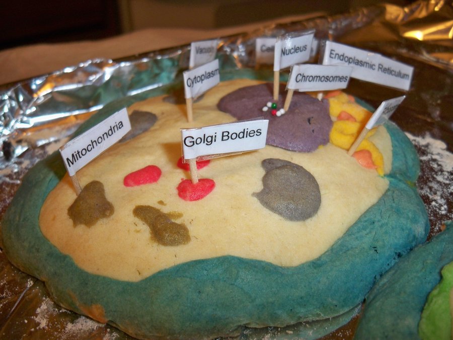 Plant Cell Cookie Cake Project
