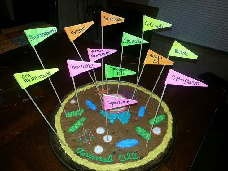 13 City Cell Project Cookie Cakes Photo - Plant Cell Cookie Cake