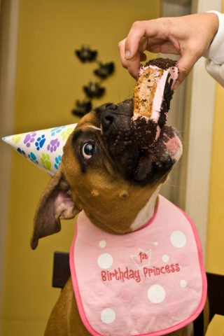 Doggie Birthday Cake Recipe