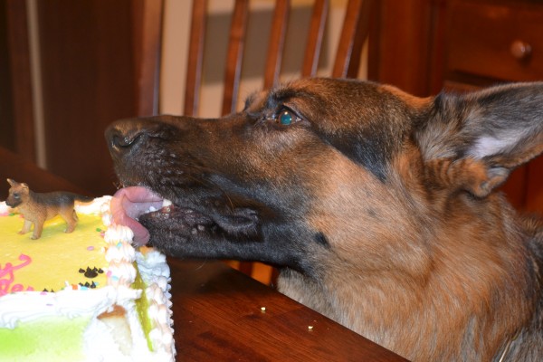 German Shepherd Happy Birthday Cake