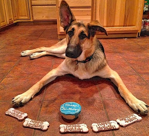 German Shepherd Happy Birthday Cake