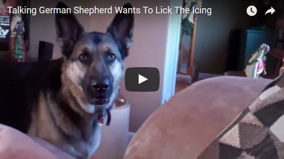 Talking German Shepherd