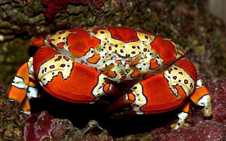 Coral Reef Crabs