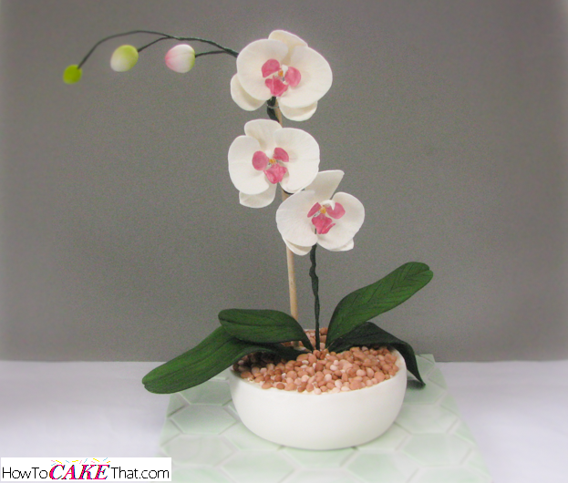 Potted Orchids for Wedding