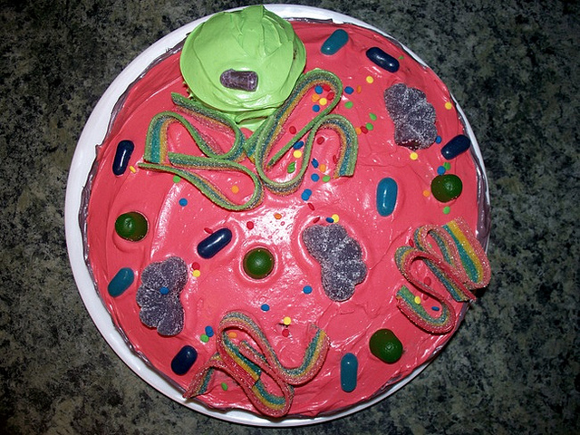 3D Animal Cell Model Cake