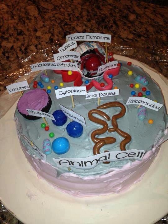 11 Animal Cells Cakes That Look Like Photo Animal Cell Model Cake Animal Cell Cake And 3d Animal Cell Model Project Ideas Snackncake