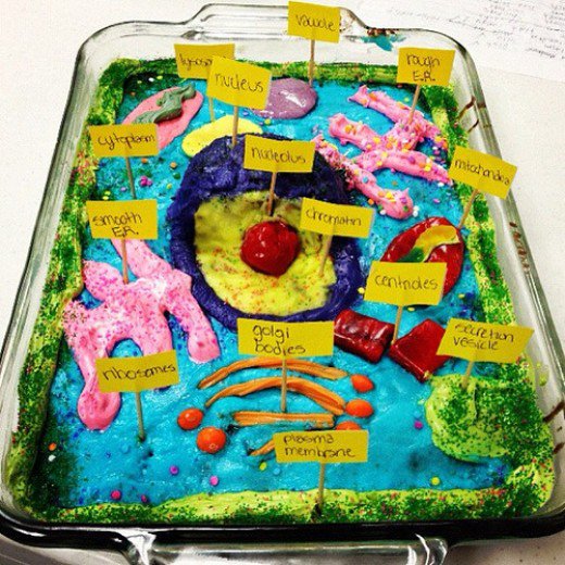 Animal Cell Model Project Cake