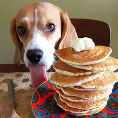 Beagle Eating