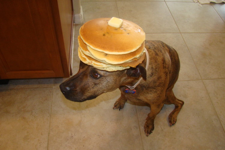 Dog with Pancake On Head