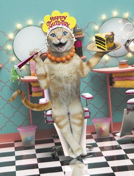 13 Funny Cat Lady Cakes Photo Crazy Cat Lady Cake Crazy Cat