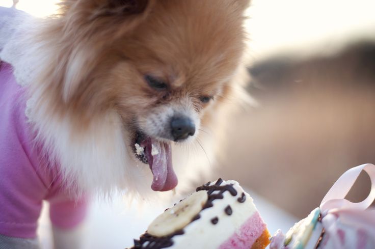 Pomeranian Dog Cake