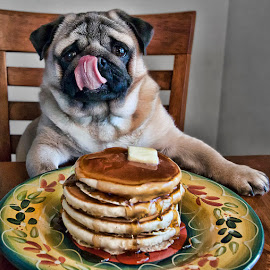 5 Photos of Dog Eating Pancakes