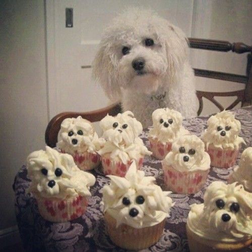 Bichon Frise Cupcakes