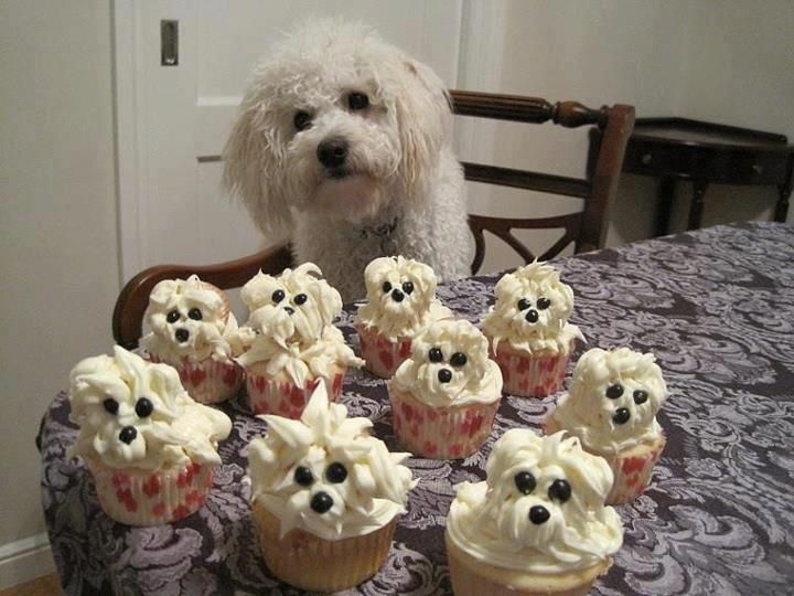 13 Little White Dogs That Look Like Cupcakes Photo - White Dog Cupcake