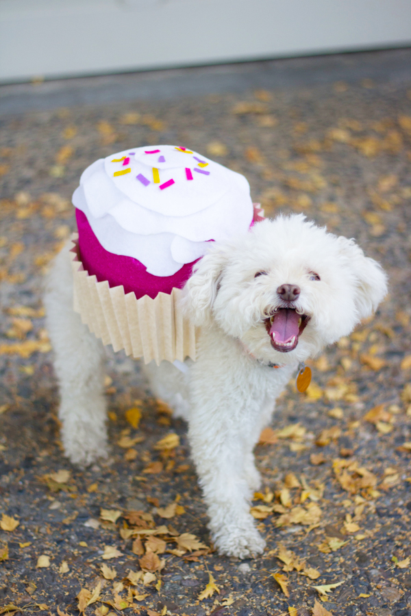 DIY Dog Halloween Costume Cupcake